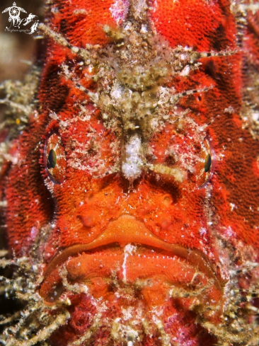 A Frogfish 