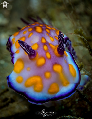 A Hypselodoris Nudibranch