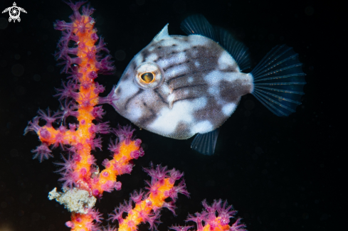 A Filefish