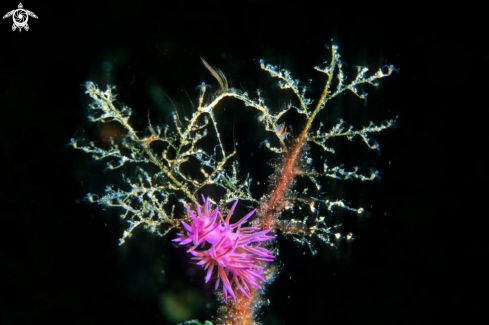 A nudibranch