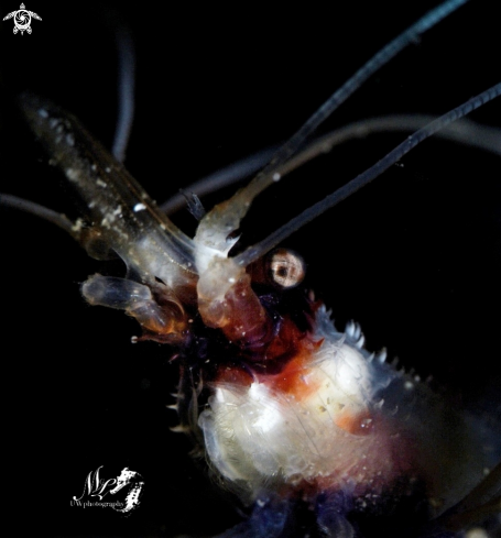 A Banded boxer Shrimp 