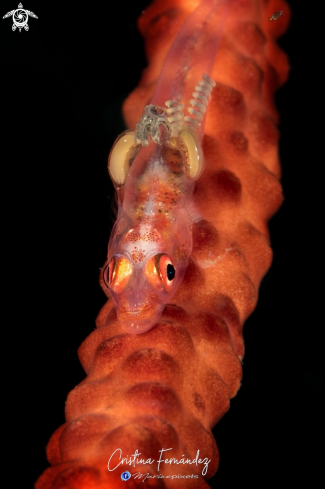 A Bryaninops yongei with parasites | Goby