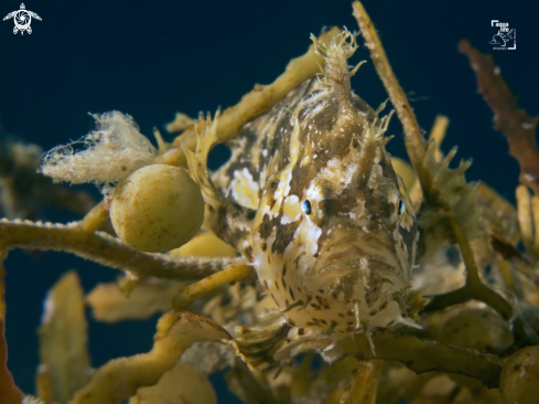 A Histrio histrio | Sargassumfish