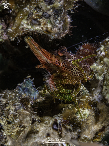 A Coral Marbled shrimp