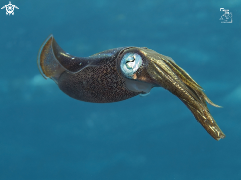 A Sepioteuthis sepioidea | Caribbean Reef Squid