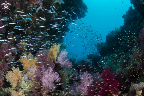 A Soft coral with glass fishes