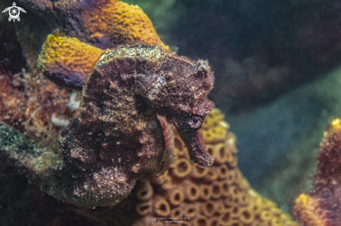 A Hippocampus reidi | Longsnout seahorse