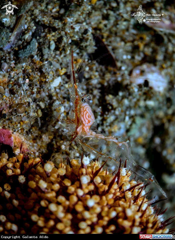 A Transparent Shrimp