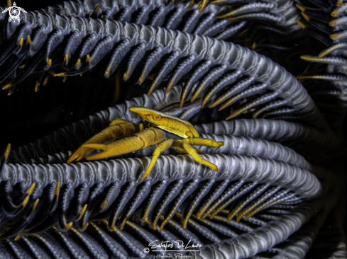 A Crinoid squat lobster