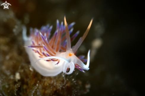 A Cratena peregrina nudibranch