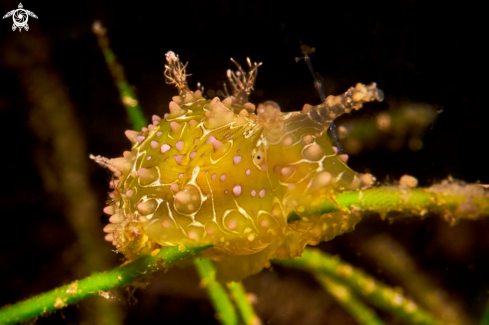 A Petalifera ramosa | NUDIBRANCH