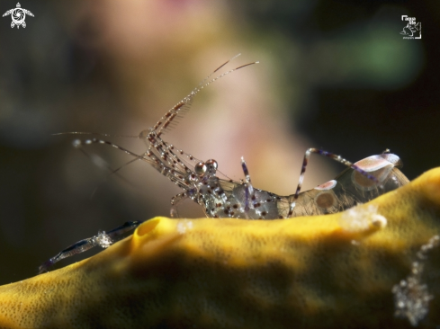 A Spotted Cleaner Shrimp