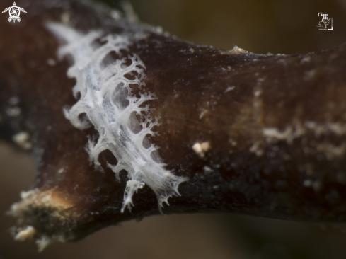 A Tufted Nudibranch