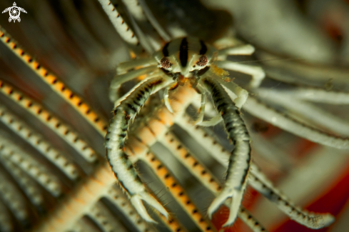 A Allogalathea elegans | SQUAT LOBSTERS 