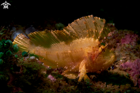 A Taenianotus triacanthus | SCORPIONFISH