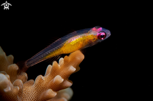 A GOBY