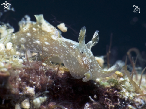 A White-Spotted Seahare