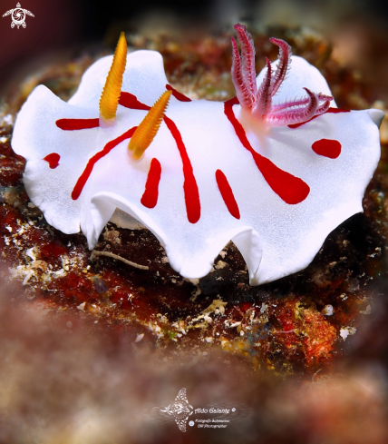 A Noumea Nudibranch