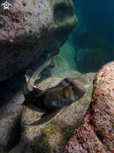 A Heterodontus portusjacksoni | Port Jackson shark