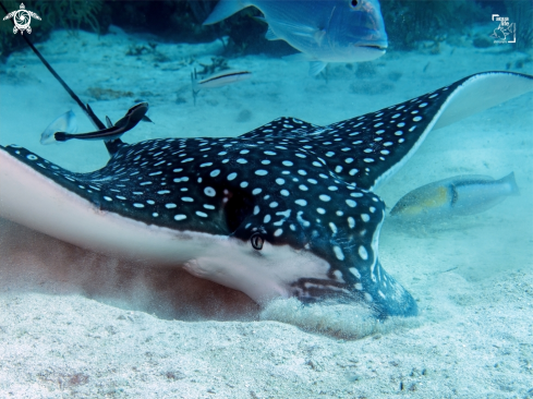 A Spotted Eagle Ray