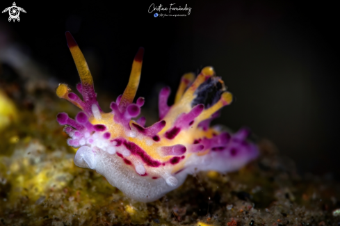 A Aegires villosus | Nudibranch