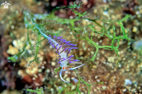 A nudibranch | 