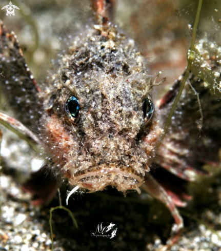 A Minous trachycephalus  | Stingfish