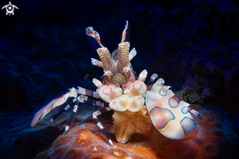 A Harlequin Shrimp