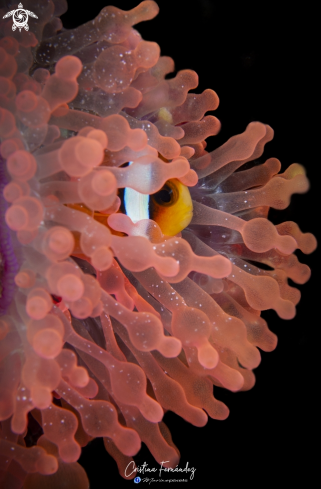 A Entacmaea quadricolor - Amphiprion clarkii | Anemone 