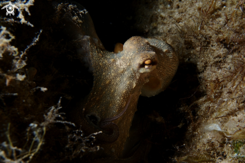 A Octopus vulgaris | Common octopus