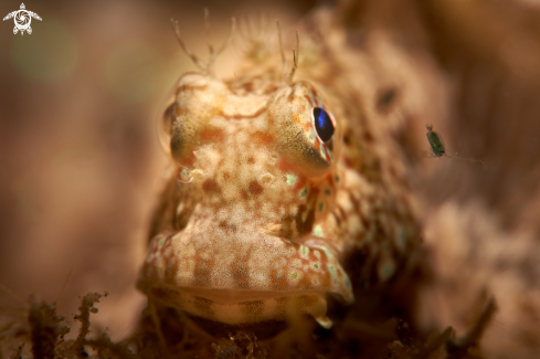 A Salarias fasciatus | BLENNY