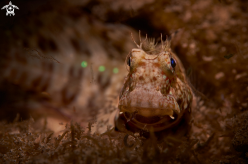 A Blennidae | BLENNY