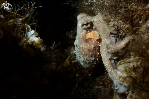 A Common octopus