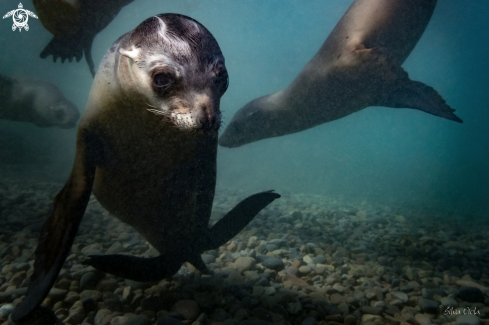 A Zalophus californianus | California Sea Lion