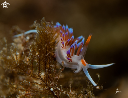 A Cratena peregrina