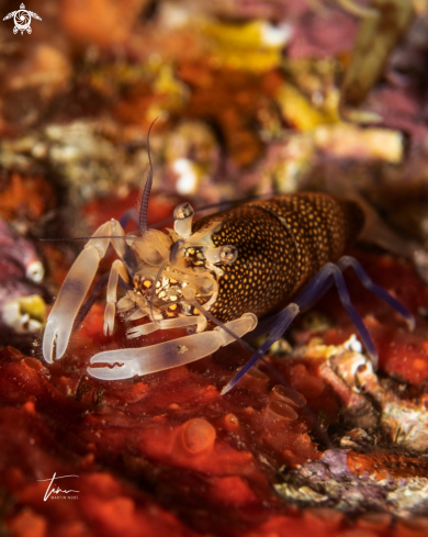A Gnathophyllum elegans | Mediterranean Bumblebee shrimp