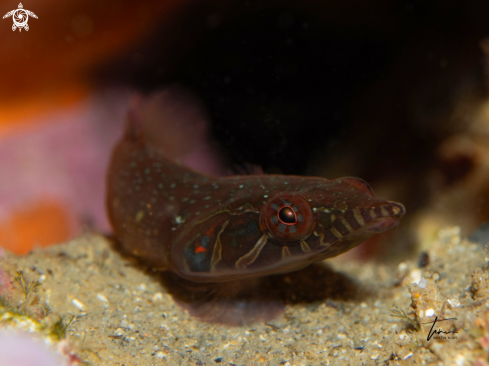 A Shore Clingfish