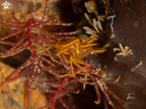 A Mediterranean Featherstarshrimp