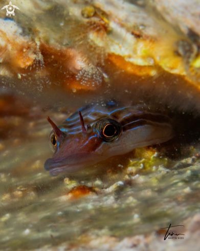 A Clingfish