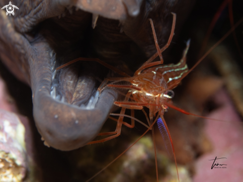 A Lysmata seticaudata | Red Cleanershrimp