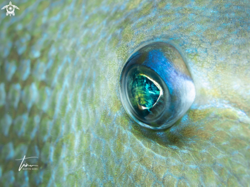 A Balistes capriscus | Grey Triggerfish