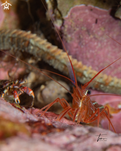 A Lysmata seticaudata | Red Cleanershrimp