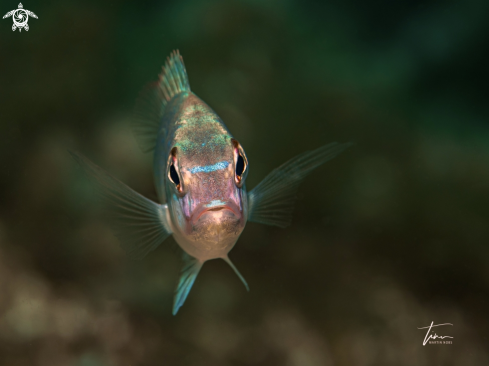 A Pagellus erythrimus | Common Pandora