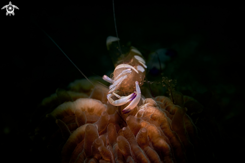 A Ancylomenes magnificus | SHRIMP