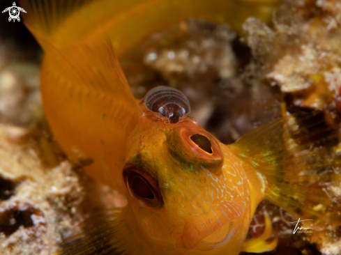 A Anilocra sp.  - Probably Nerocila acuminata  or N. bivittata | Isopod