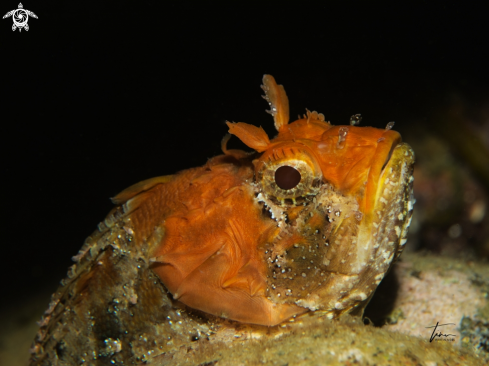 A Brown Scorpionfish