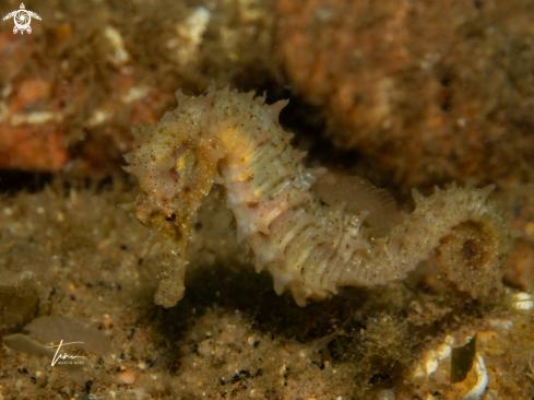 A Hippocampus guttulatus | Seahorse