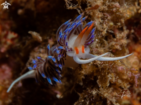 A Cratena peregrina