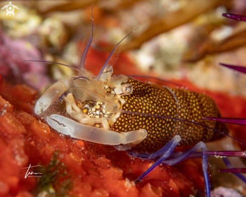 A Mediterranean Bumblebeeshrimp