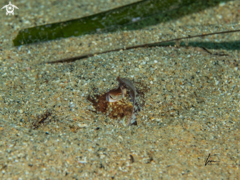 A Sepia officinalis | Cuttlefish